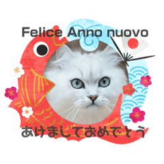 Chinchilla Persian Cat Momo and Rin 2