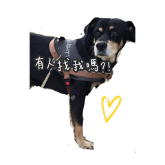 四眼寶寶在我家