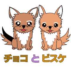 Chihuahua CHOCO and BISCU