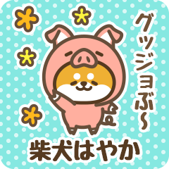 Petit Shiba Hayaka (Joke Animal)