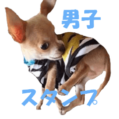 Chihuahua sticker ( Ponzu-kun)