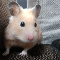 Momo of hamster