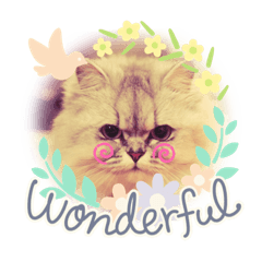 Chinchilla Persian Cat Momo and Rin