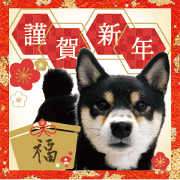 Japanese dog Kuroshiba's daily life 3