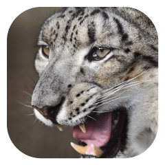 Cats carnivorous system (Snow Leopard)