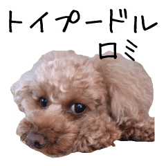 ROMI of toy poodle