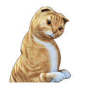 Moving Scottish Fold Cat 2