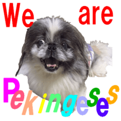 we are pekingese