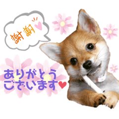 shiba chiwa ROKU4