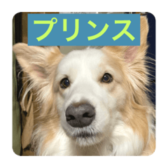 CHIE_20201203220746