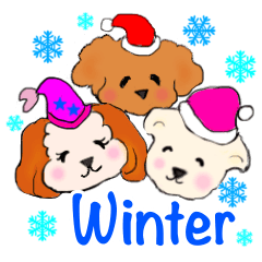 Toy poodles and ShihTzu spend the winter