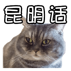 Kunming dialect spoken by cats