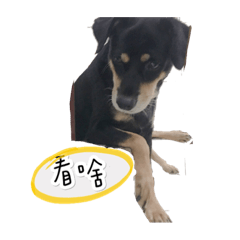 四眼寶寶第二彈