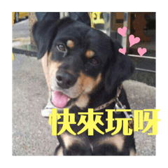 四眼寶寶在我家第三彈