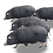 Negative pigs