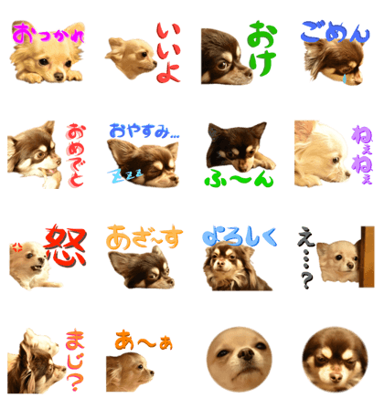 Chihuahua [Azuki&Daizu]