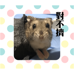 媽麻的鼠兒子QQ