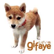GIFAYE SHIBA INU FAMILY