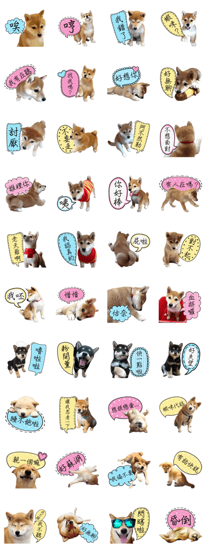 GIFAYE SHIBA INU FAMILY