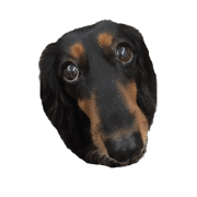 Black Dachshund "Pinky"