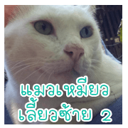 cat turn left 2