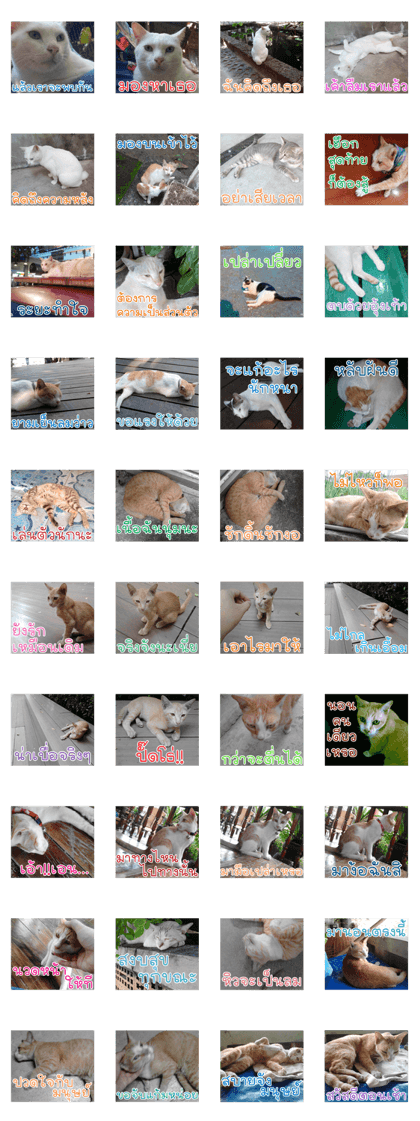 cat turn left 2