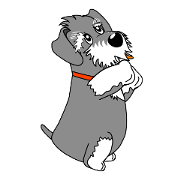 Spunky Miniature Schnauzer