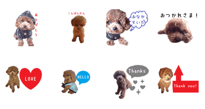 Toy poodle the MUCK. So Cute