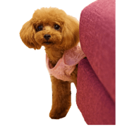 NANA of toy poodle part2
