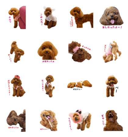 NANA of toy poodle part2