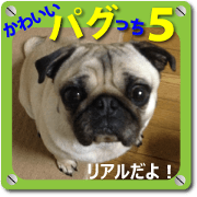 Pretty Pug!5