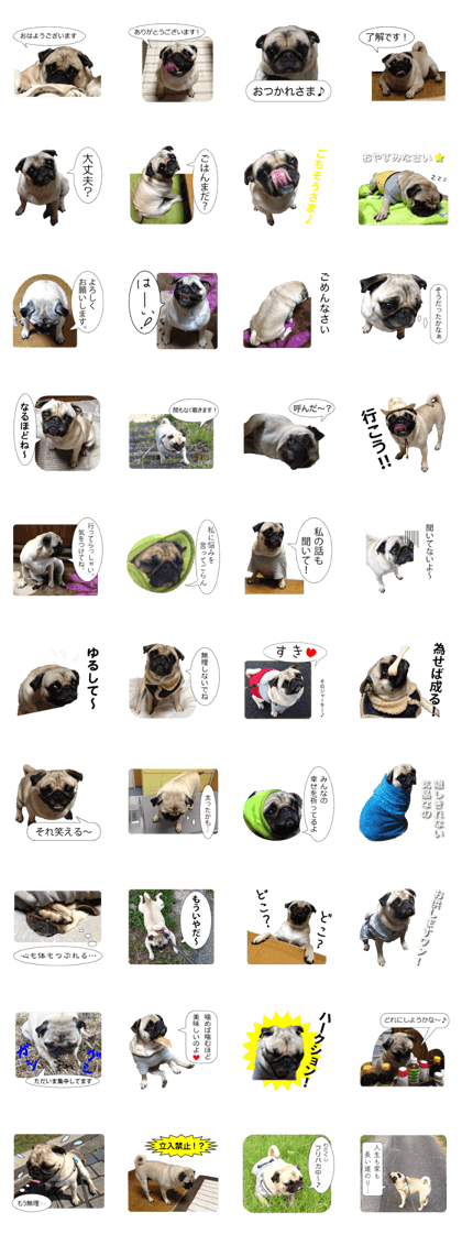 Pretty Pug!5