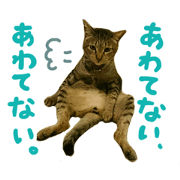 Rescued cats