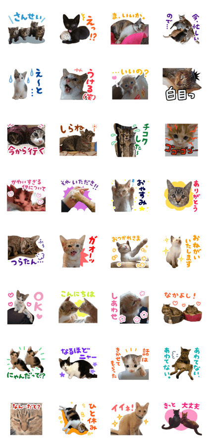 Rescued cats