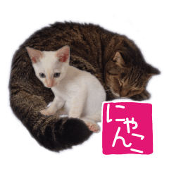 Gon&Jiromaru of a Cat