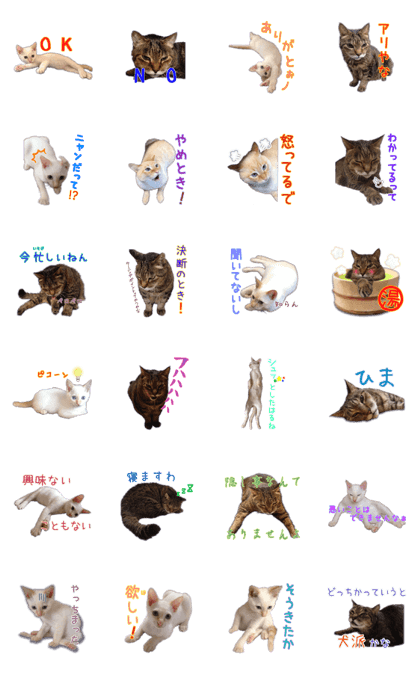 Gon&Jiromaru of a Cat