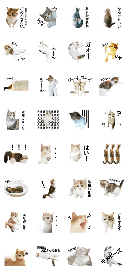Cat Master Sticker