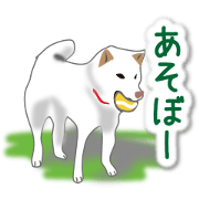 My white dog2