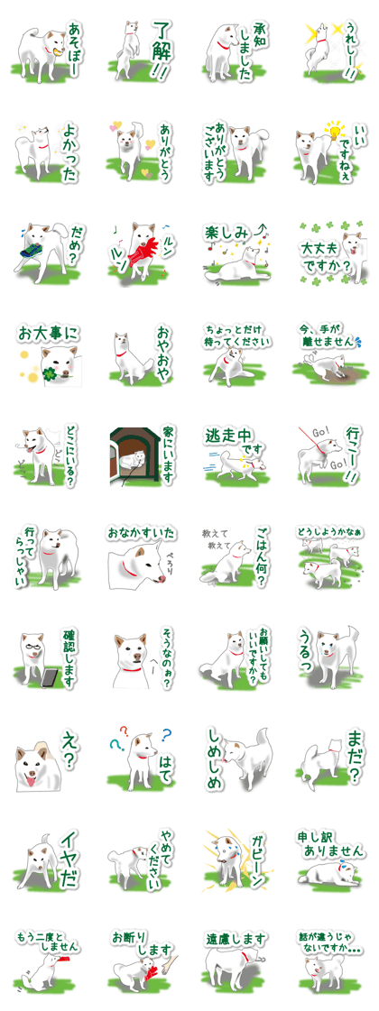 My white dog2
