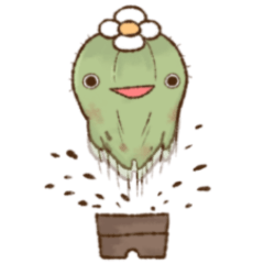 Togemaru of a Cactus