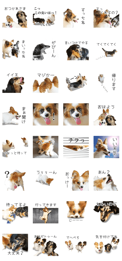 A good friend Wanko (Dachs & Papillon)