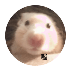 麻古古