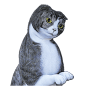 Moving Scottish Fold Cat 3