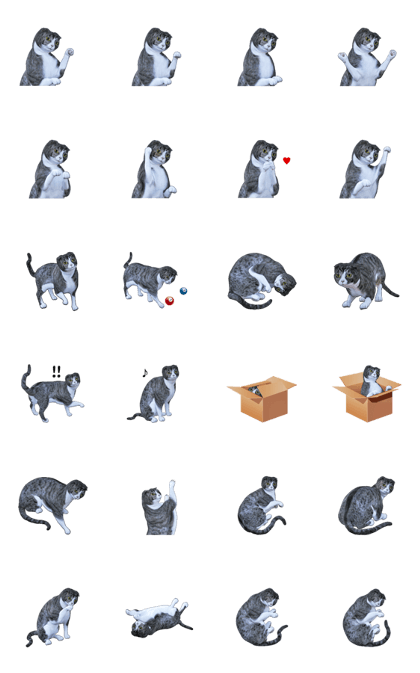 Moving Scottish Fold Cat 3