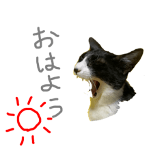 Shiba CATS_20201205133536