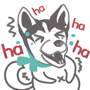 Lovely husky's daily life