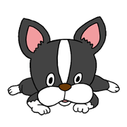 Boston terrier<Dog breed>