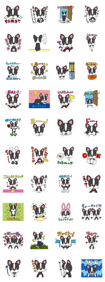 Boston terrier<Dog breed>