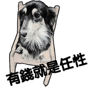 Black-haired Dachshund
