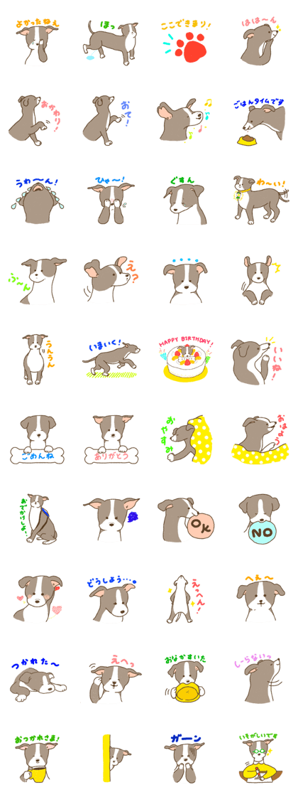 Italian Greyhound<Dog breed>